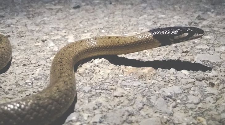 Culebra de cogulla / AGENTES FORESTALES