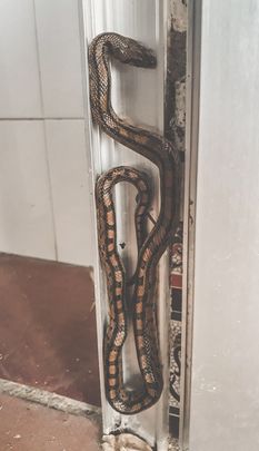 Culebra de escalera hallada en el interior de una vivienda / AGENTES FORESTALES