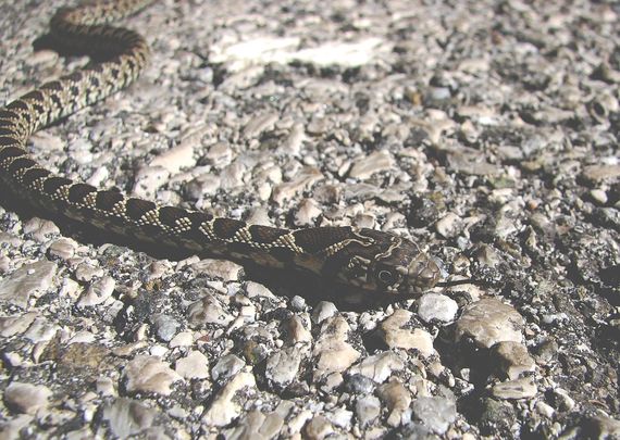Culebra de herradura / AGENTES FORESTALES