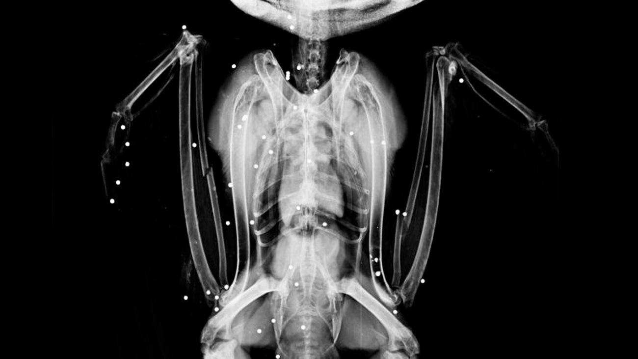 Radiografía del búho real tiroteado que entró en nuestro hospital de fauna