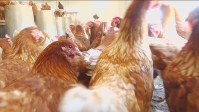 Multas de 3.000 euros por tener gallinas sin registrar para producir huevos