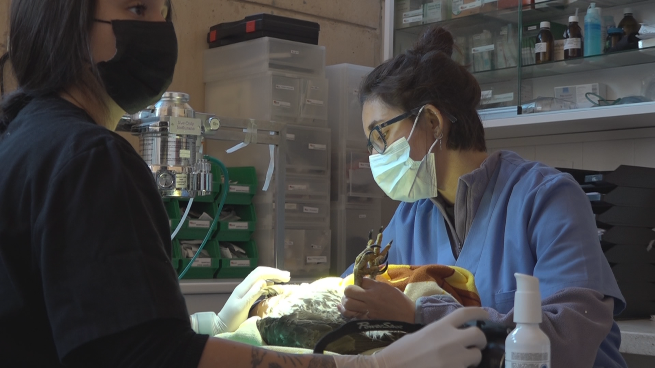 Así son las visitas guiadas a las instalaciones de 'GREFA'