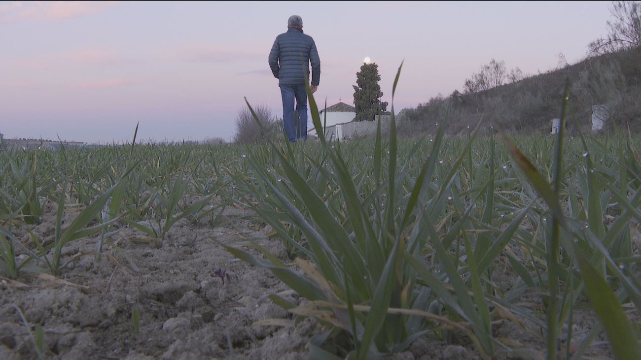 Los agricultores madrileños piden a la Confederación del Tajo que adelante la autorización de riegos