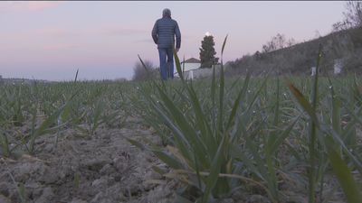Los agricultores madrileños piden a la Confederación del Tajo que adelante la autorización de riegos