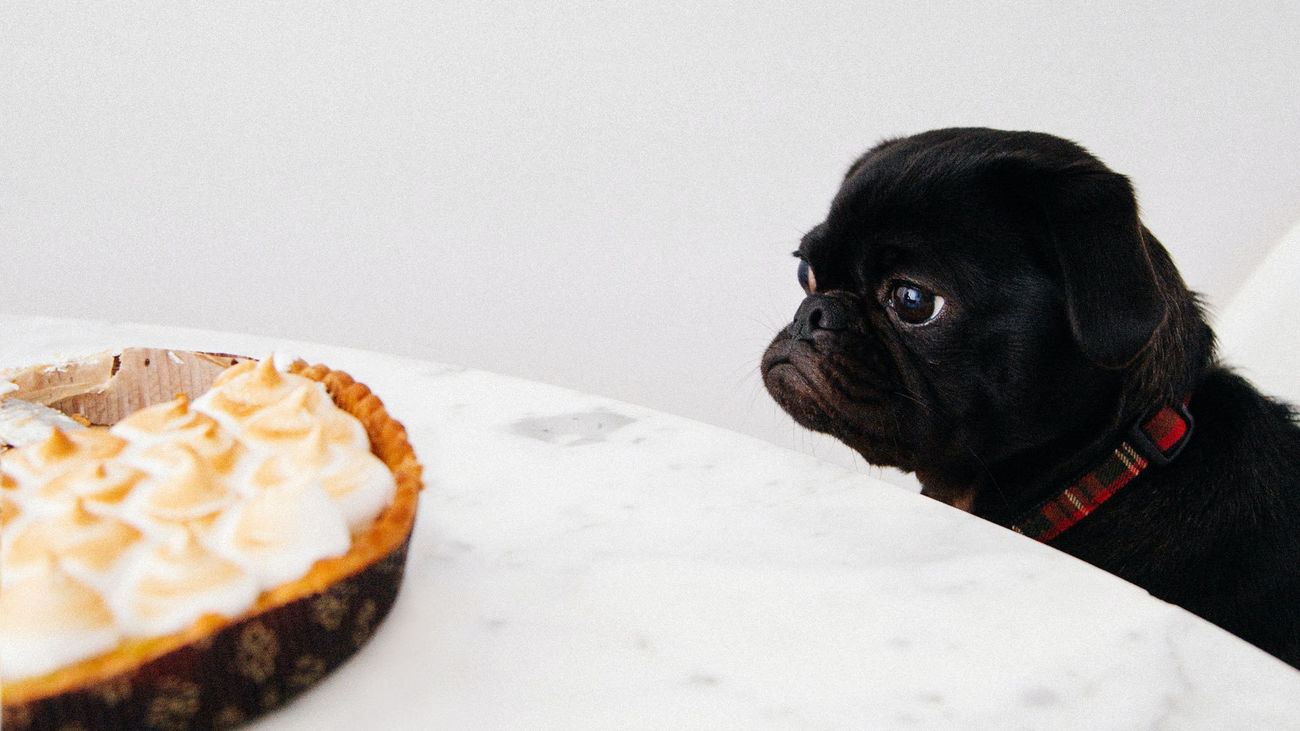 Si quieres que tu mascota esté sana, nunca le des estos alimentos
