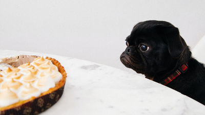 Si quieres que tu mascota esté sana, nunca le des estos alimentos