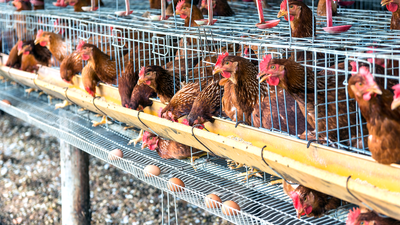 Gallinas confinadas en Ciempozuelos, o cómo combatir contra la gripe aviar