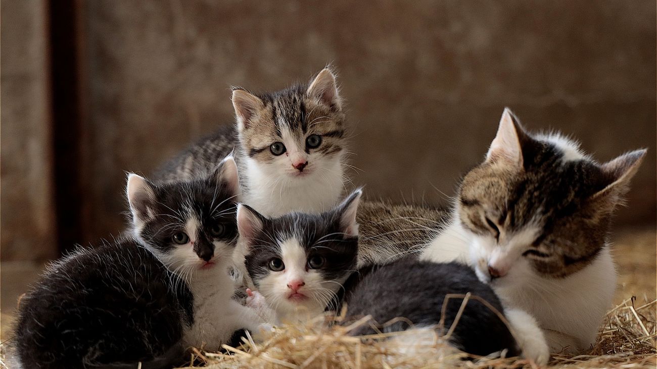 Día del Gato: cómo adoptar con la nueva ley de protección animal