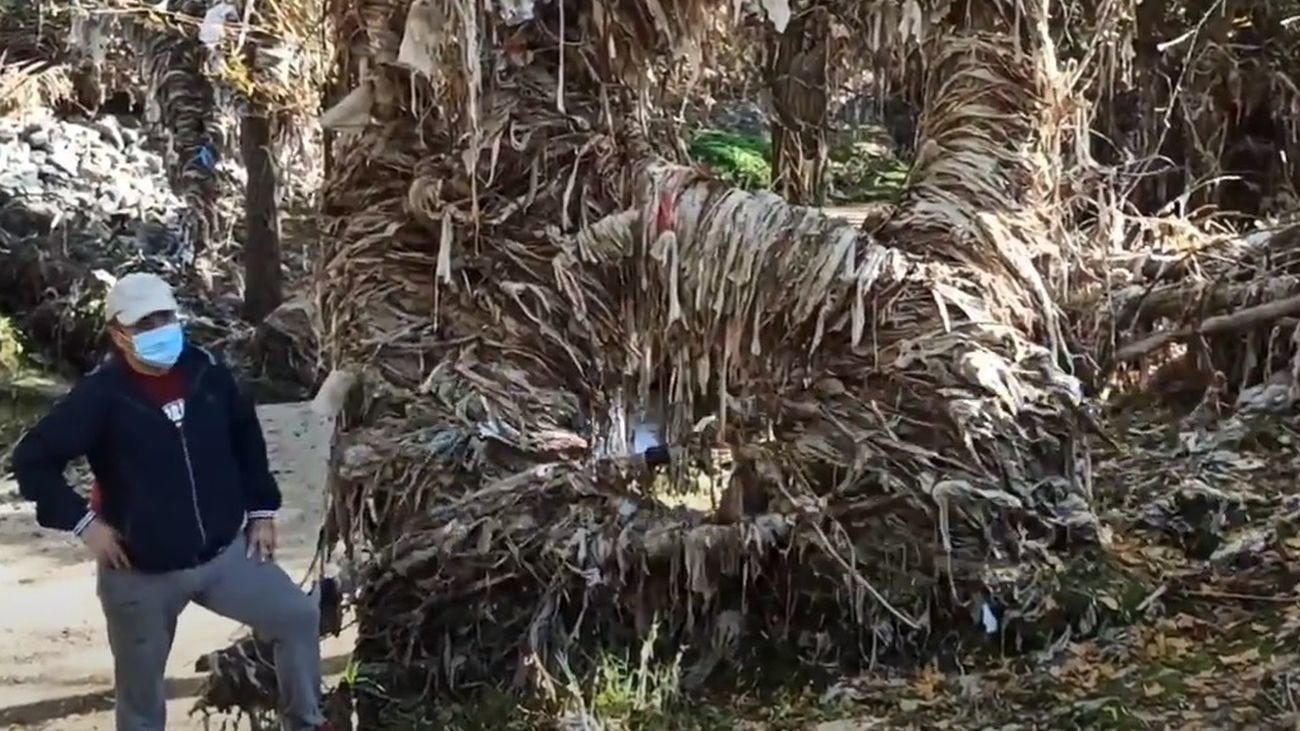 Vegetación en el río Jarama cubierta de toallitas y otros desechos urbanos