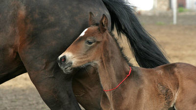 Un potro de Cenicientos, recuperado en una finca de Toledo