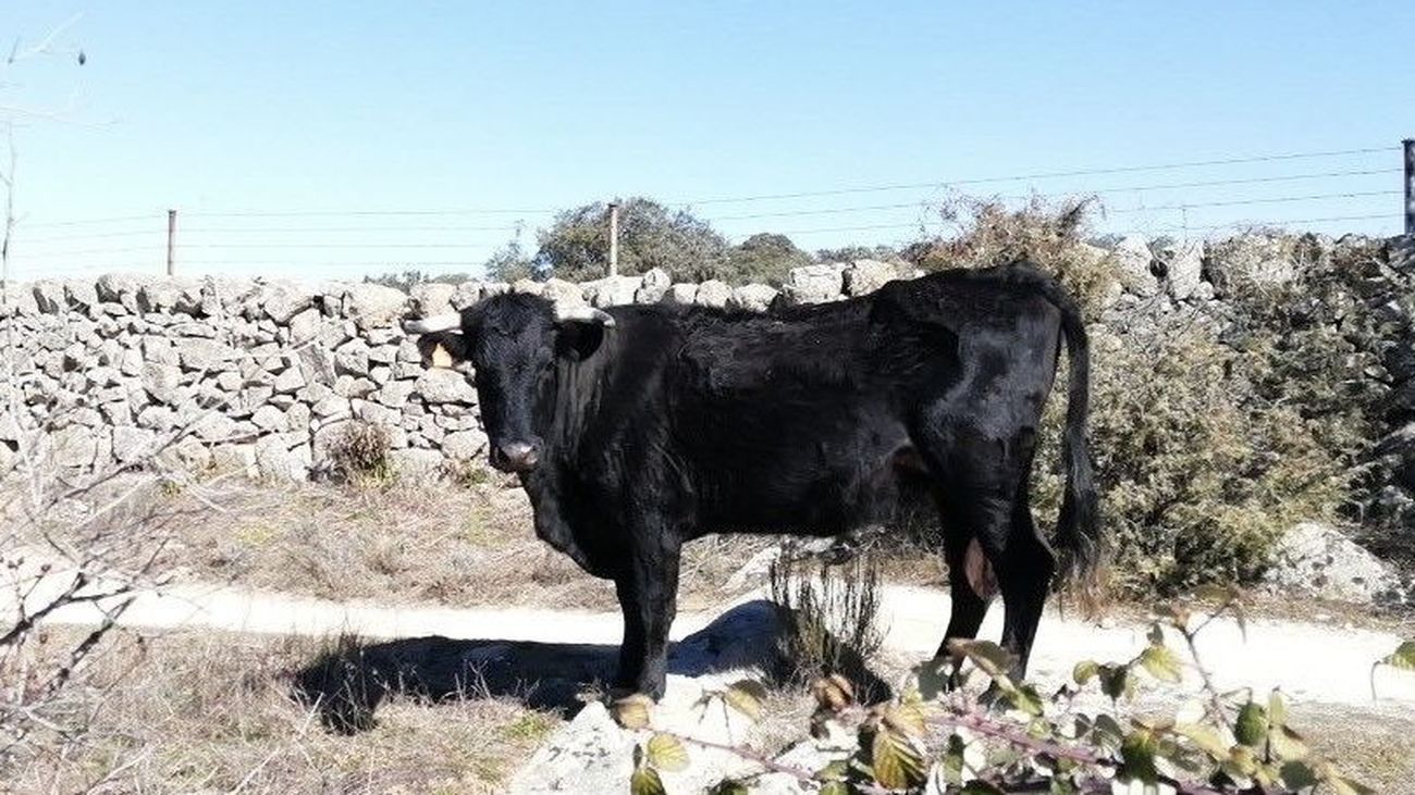 Agentes forestales 'torean' una vaca brava para evitar daños a ciclistas y paseantes en Colmenar Viejo