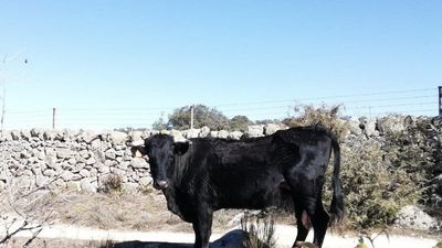 Agentes forestales 'torean' una vaca brava para evitar daños a ciclistas y paseantes en Colmenar Viejo
