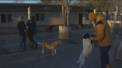 ¿Cómo ven las protectoras la nueva ley de protección animal?