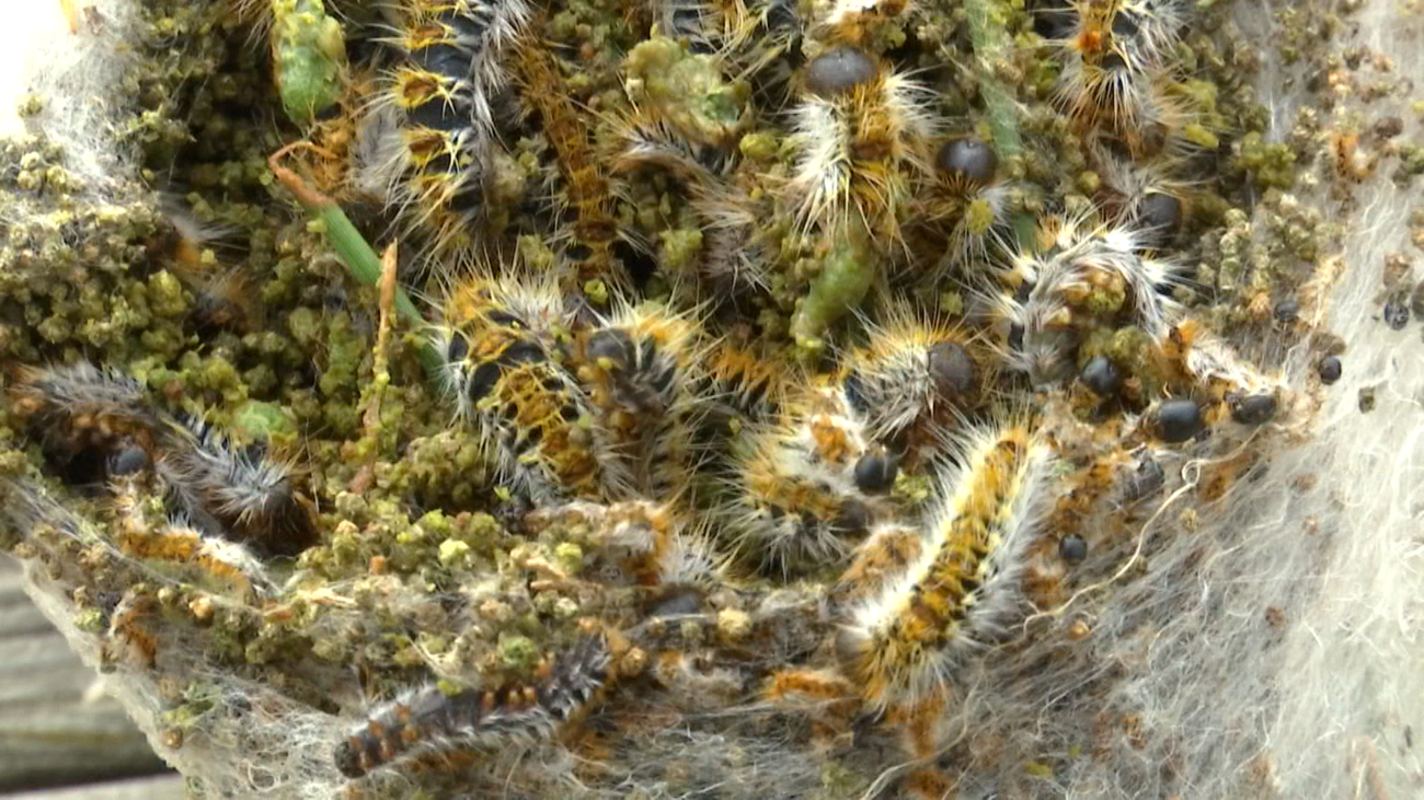 Preocupación por una plaga de orugas en Cuatro Vientos