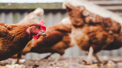 Primer caso de gripe aviar en un humano en una granja de Guadalajara