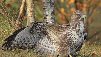 Detenido un cazador por la muerte de un ave protegida en un coto de Navalcarnero