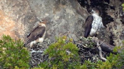 Una asociación de Majadahonda logra la condena a un cazador por la muerte de un águila de Bonelli