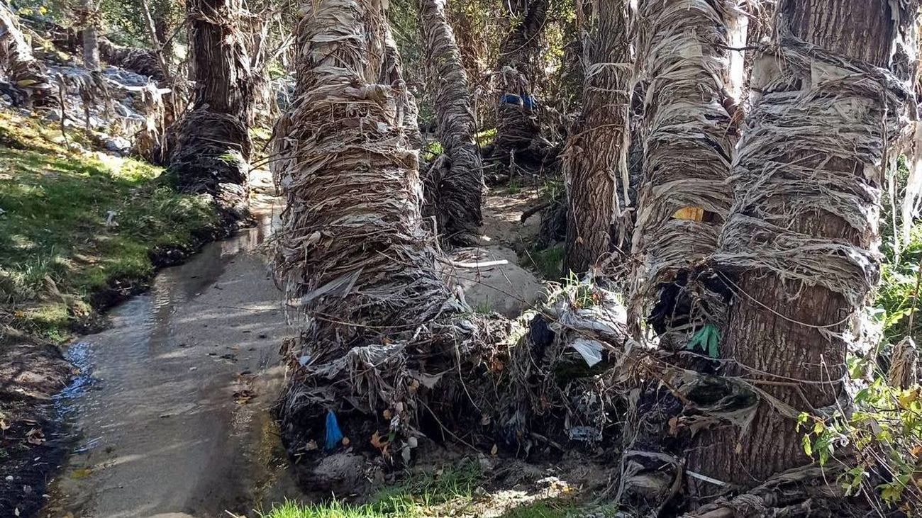Miles de toallitas y otros productos rodean los árboles del arroyo Valdebebas que desemboca en el río Jarama