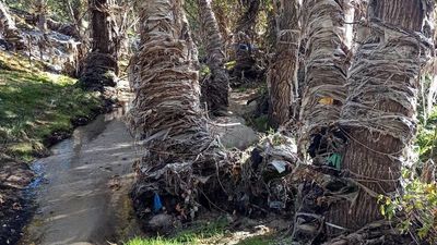 Mejorada lucha contra la 'plaga' de toallitas en el río Jarama