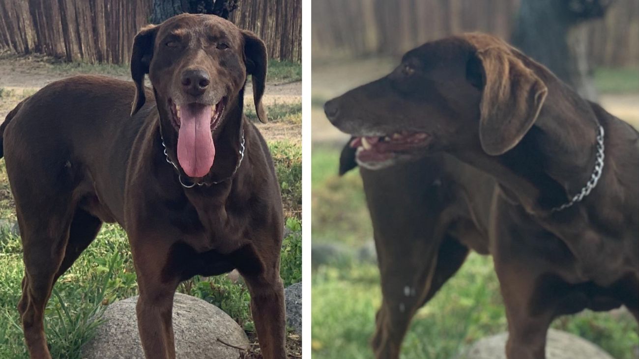 Entran violentamente en la casa de la líder del PP de Sanse para robarle el perro