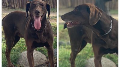 Entran violentamente en la casa de la líder del PP de Sanse para robarle el perro