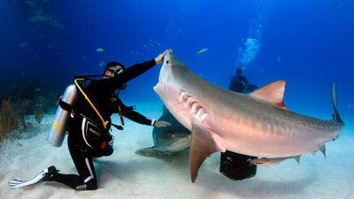 Karlos Simón vuelve a bucear con tiburones tras sufrir el covid: “Pensaba que me moría”