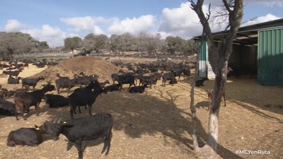 Esta granja de Colmenar Viejo abre sus puertas a las familias todos los domingos y ¡hay lista de espera!