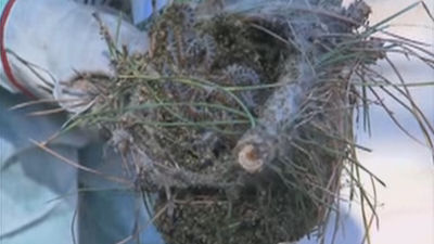 Madrid retira unos 65.000 nidos de oruga procesionaria de zonas verdes y advierte de su peligrosidad