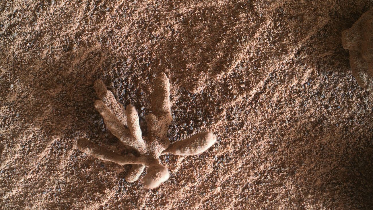 Una flor sobre la superficie de Marte