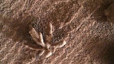 Una flor sobre la superficie de Marte