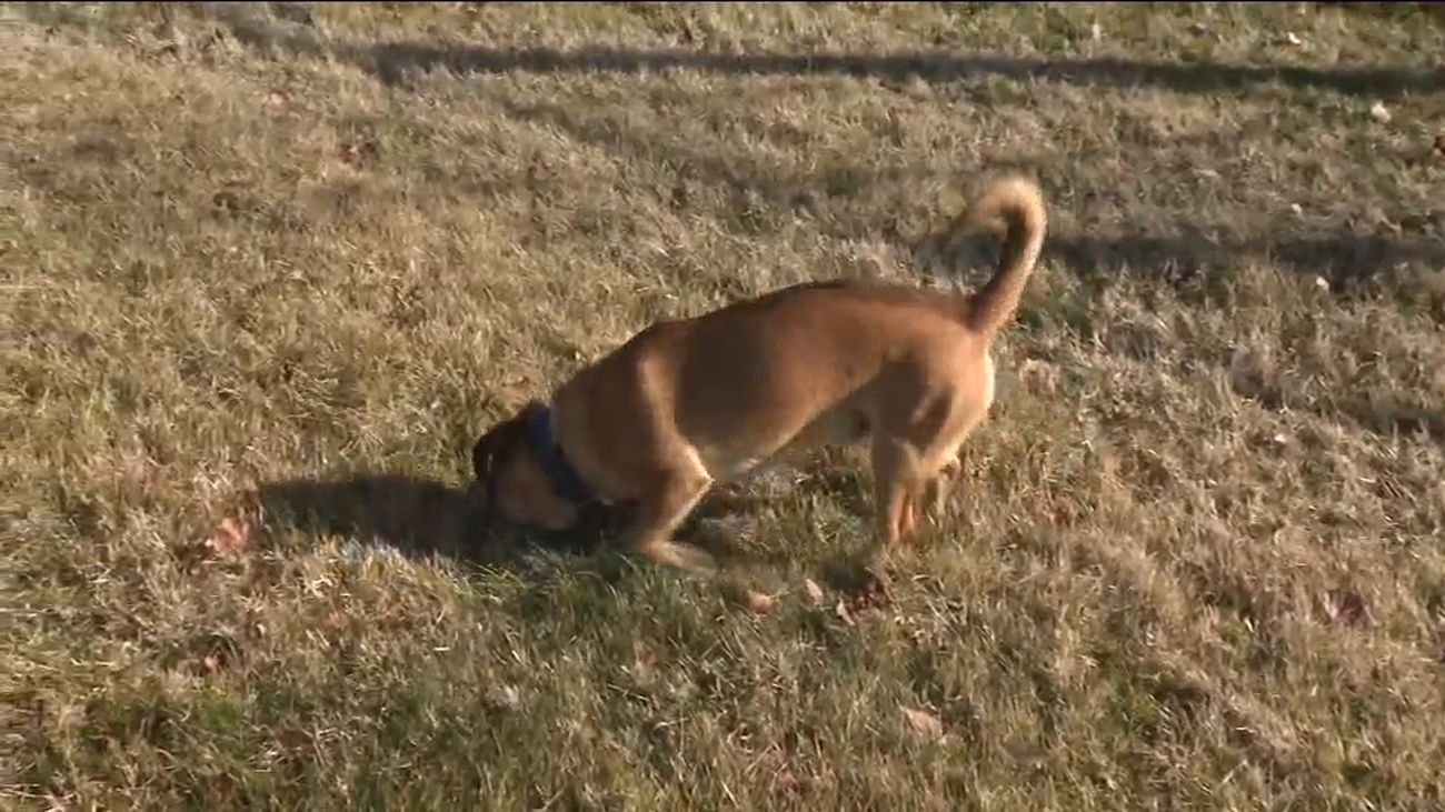 Alerta en Carabanchel ante el robo de perros en los parques