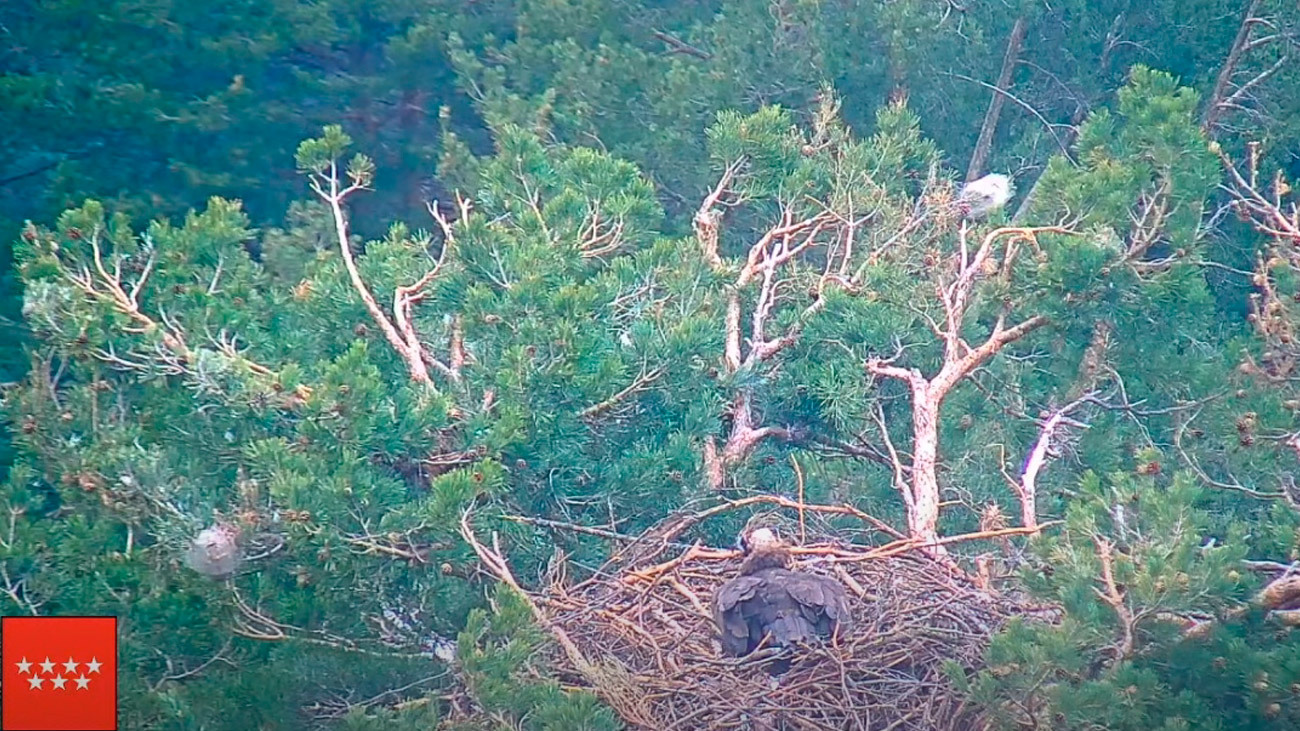 Madrid retransmite en directo la vida de un grupo de buitres negros en Sierra Guadarrama