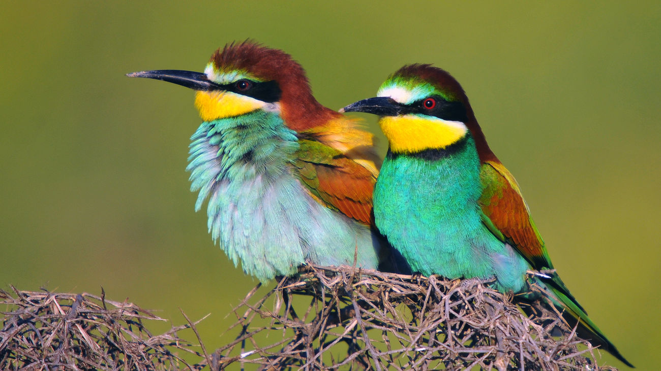 Denuncian que la minera de la Laguna de Ambroz pone en riesgo a unas aves protegidas