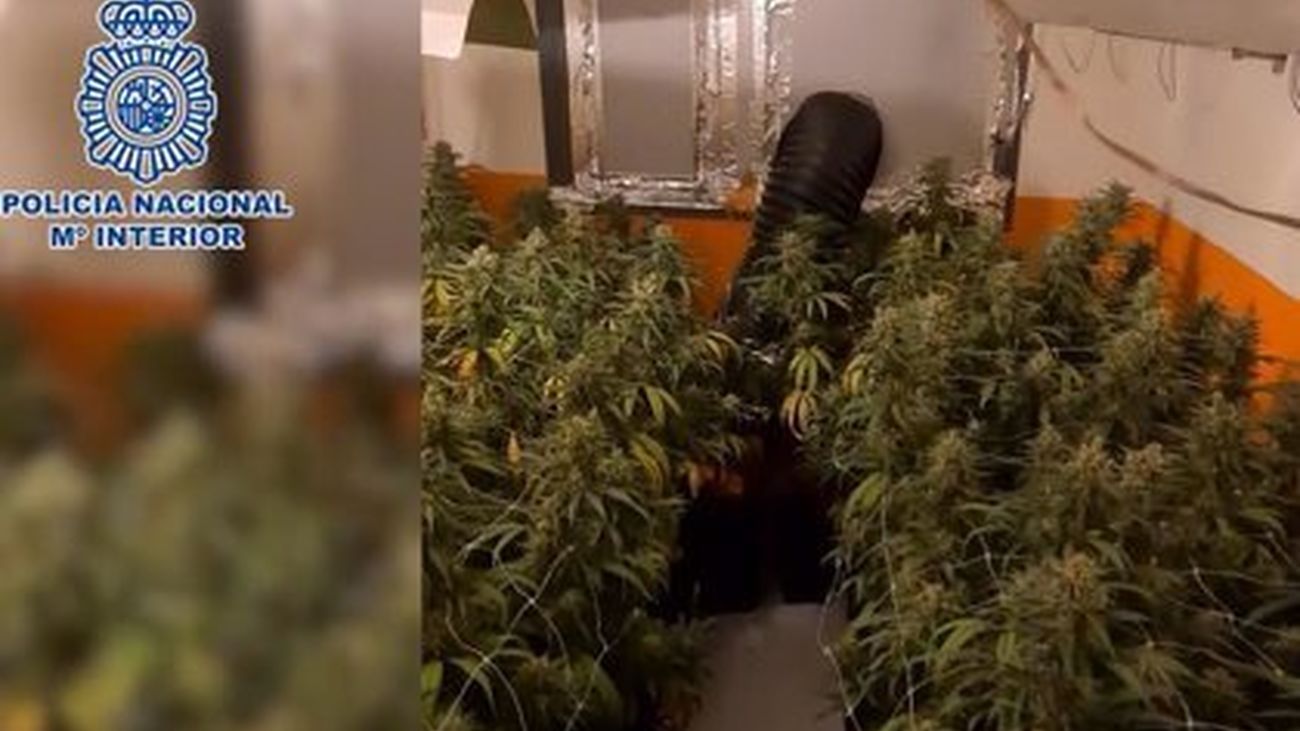 Ciudad Lineal, Tetuán y Villa de Vallecas: tres operaciones contra el tráfico de marihuana en Madrid