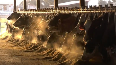 Los ganaderos avisan ante la subida del pienso: "La única alternativa que queda es sacrificar a los animales"