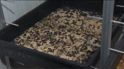 Así es por dentro una granja que cría insectos para consumo animal y, en el futuro, humano