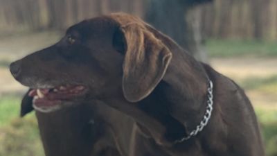 La Policía sospecha que el perro de la concejal de Sanse pudo ser robado para peleas ilegales