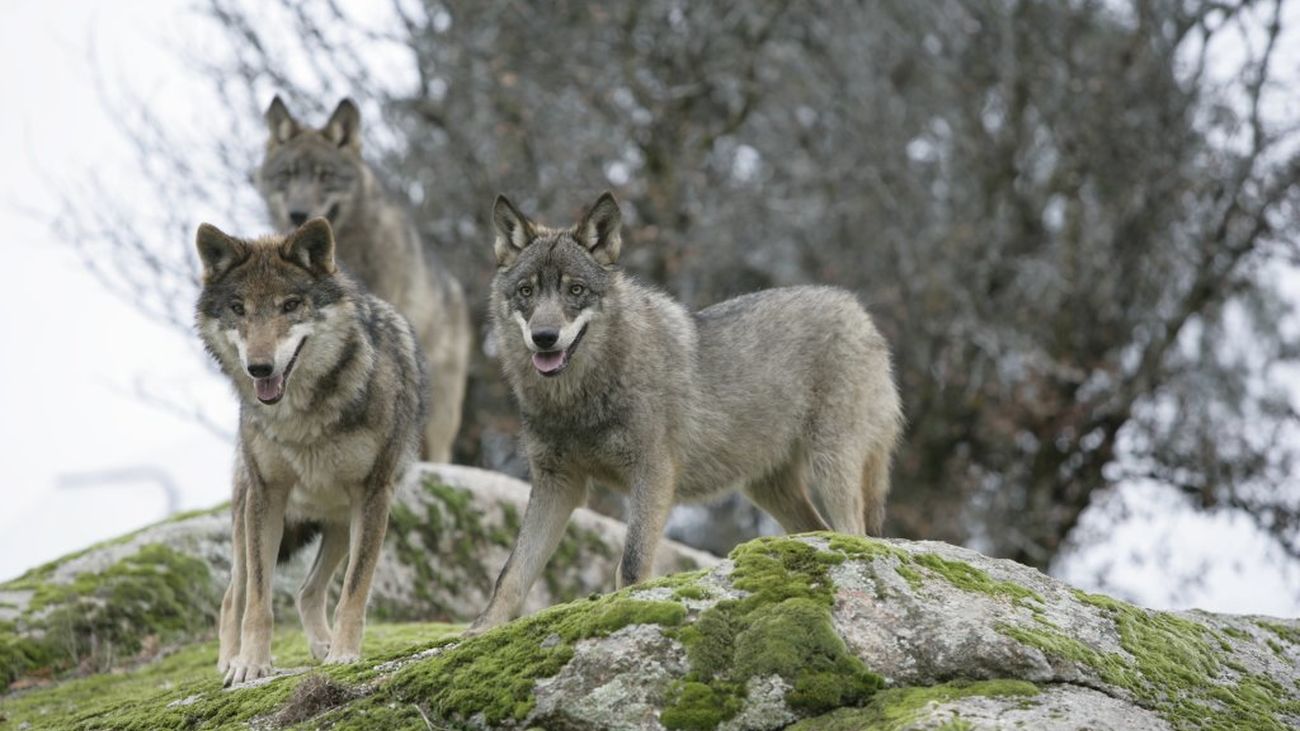 Manada de lobo ibérico