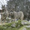 Ataque de lobo a pocos metros de unas viviendas en Guadalix de la Sierra