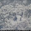 Impresionante imagen de un buitre negro escapando de la nieve en Madrid