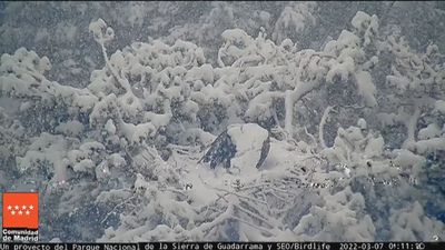Impresionante imagen de un buitre negro escapando de la nieve en Madrid