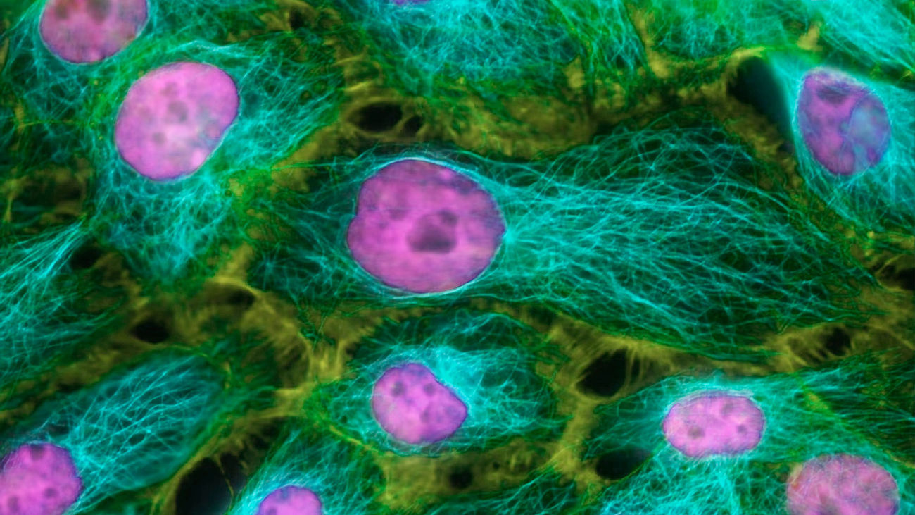 El método para revertir el envejecimiento, cada vez más cerca