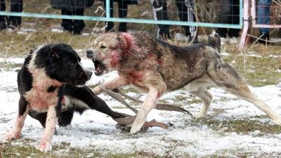 Una veintena de perros incautados en Batres murieron por condiciones insalubres