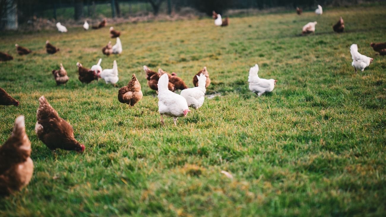 Colmenar emite un bando para prevenir la difusión de gripe aviar