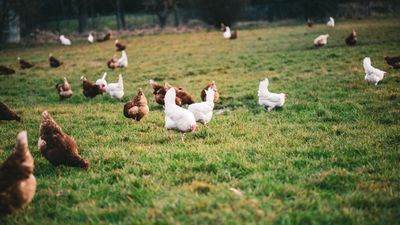 Colmenar emite un bando para prevenir la difusión de gripe aviar