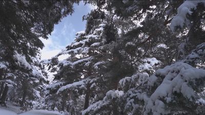 ¿Qué pasaría si no hubiera nieve?