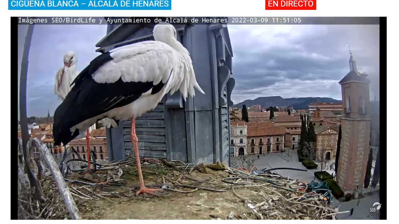 Vuelve la cigüeña youtuber de Alcalá de Henares