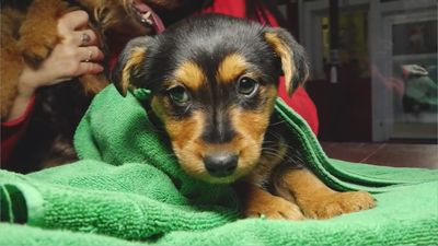 Dos asociaciones madrileñas se unen para traer a perros abandonados de Ucrania