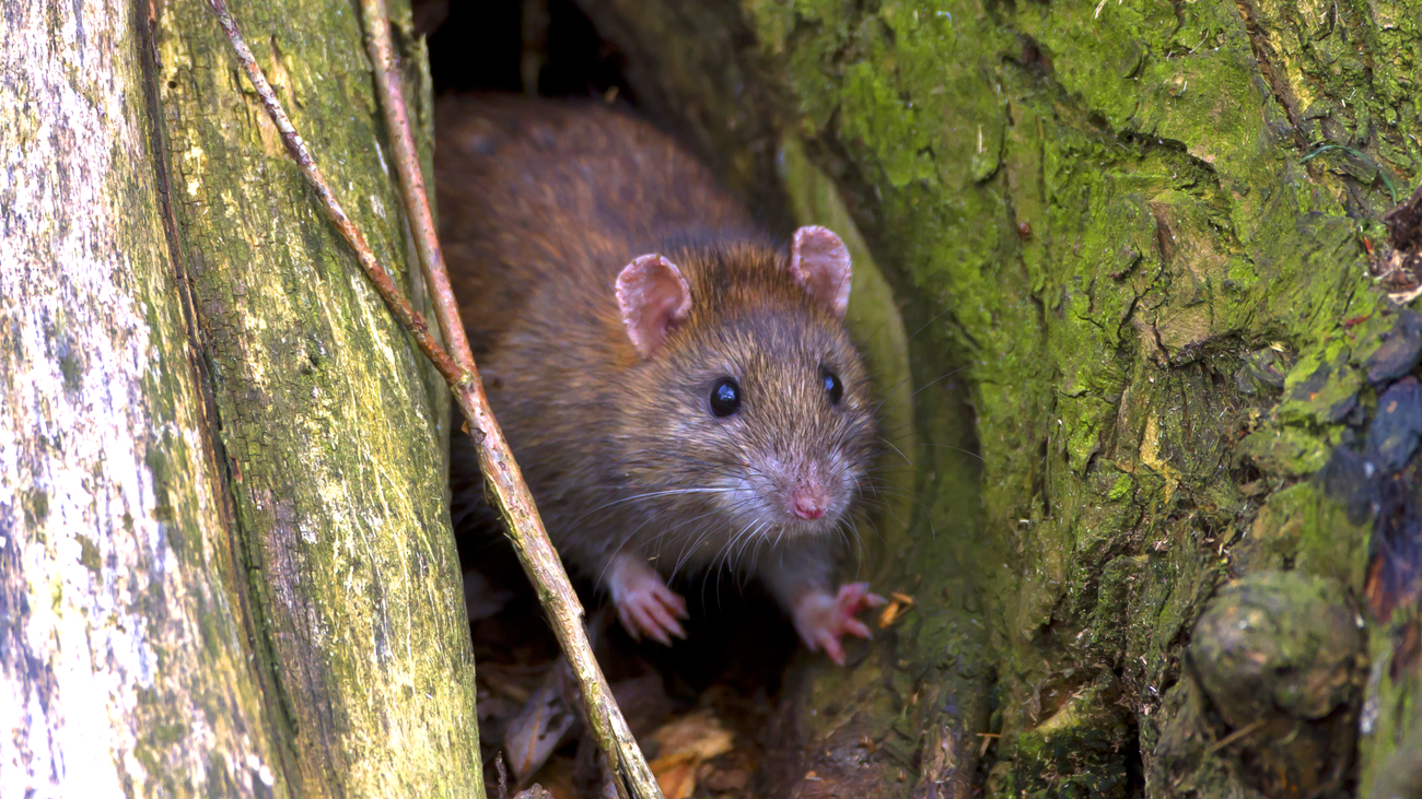 Denuncian una plaga de ratas en el barrio de Juan de la Cierva, en Getafe