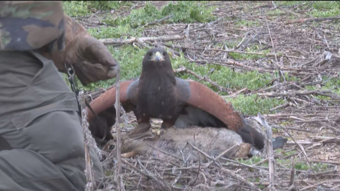 Cómo se usan las águilas de Harris para controlar las plagas de conejos en el sur de Madrid